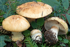 Cortinarius corrosus