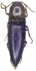 Diplostethus setosus