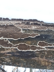 Cylindrobasidium laeve