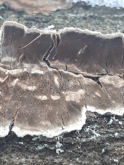 Cylindrobasidium laeve