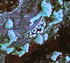 Phyllidia rueppelii