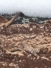 Cylindrobasidium laeve