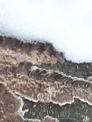 Cylindrobasidium laeve