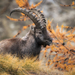 Alpine Ibex - Photo (c) Fabrizio Gottardi, some rights reserved (CC BY-NC), uploaded by Fabrizio Gottardi