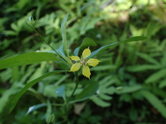 Lysimachia hybrida