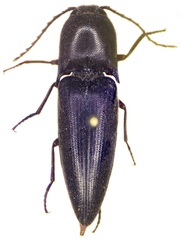 Diplostethus setosus