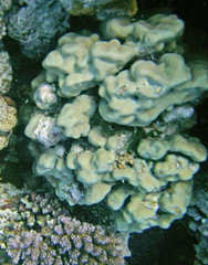Porites nodifera