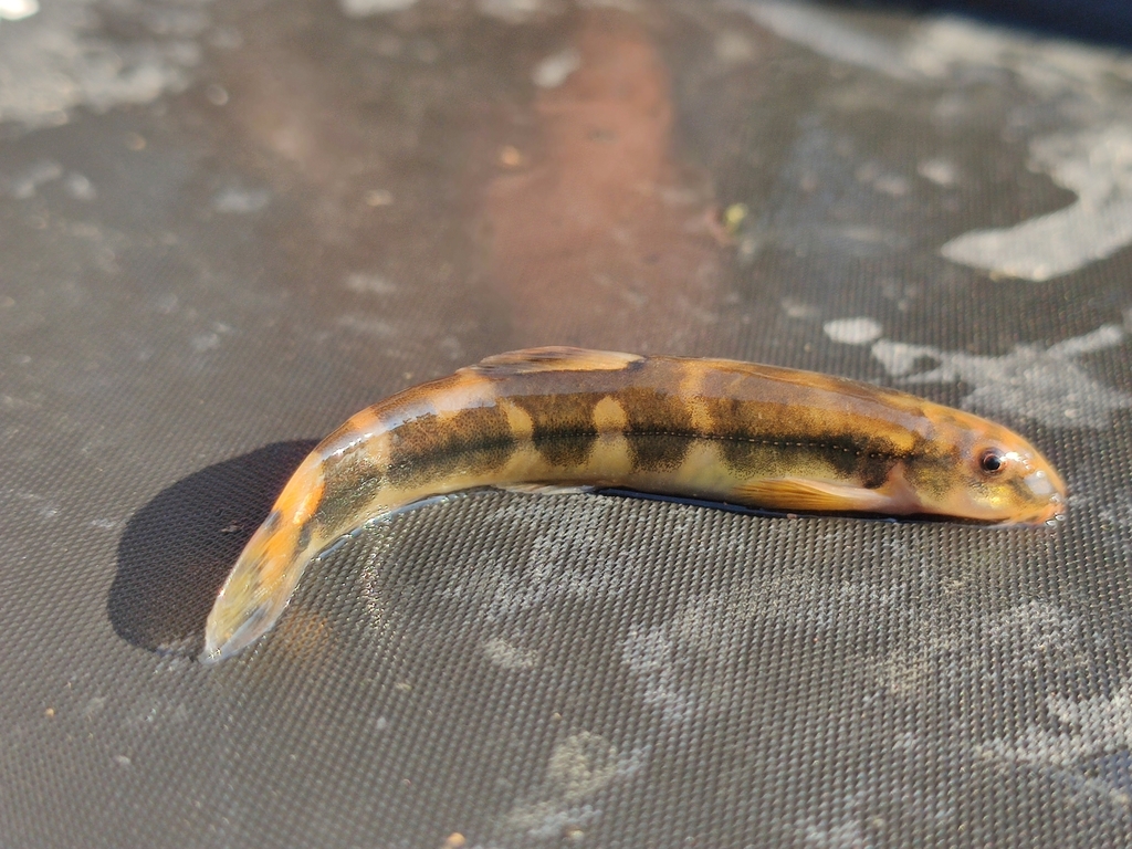 Broadband loach (Schistura amplizona) — Nemacheilidae