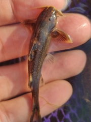 Glyptothorax laosensis