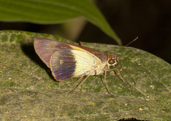 Calpodes esperi esperi