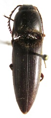 Diplostethus setosus