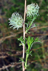 Rhopalomyia tubifex