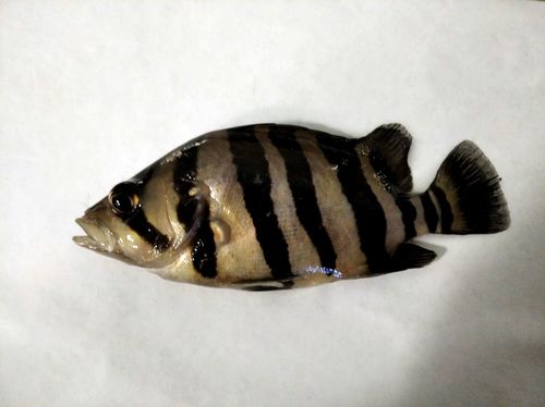 Barred tigerfish (Datnioides polota) — Datnioididae — 2