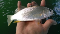 Bairdiella chrysoura