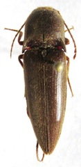 Diplostethus setosus
