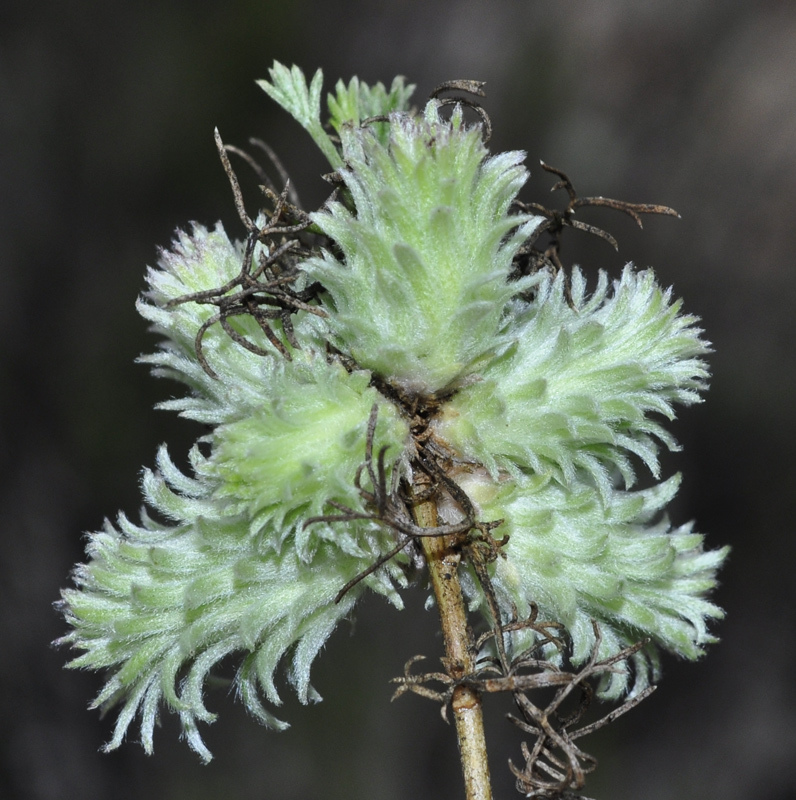 Rhopalomyia tubifex
