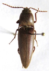 Diplostethus setosus