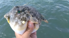 Sphoeroides maculatus