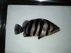 Datnioides polota