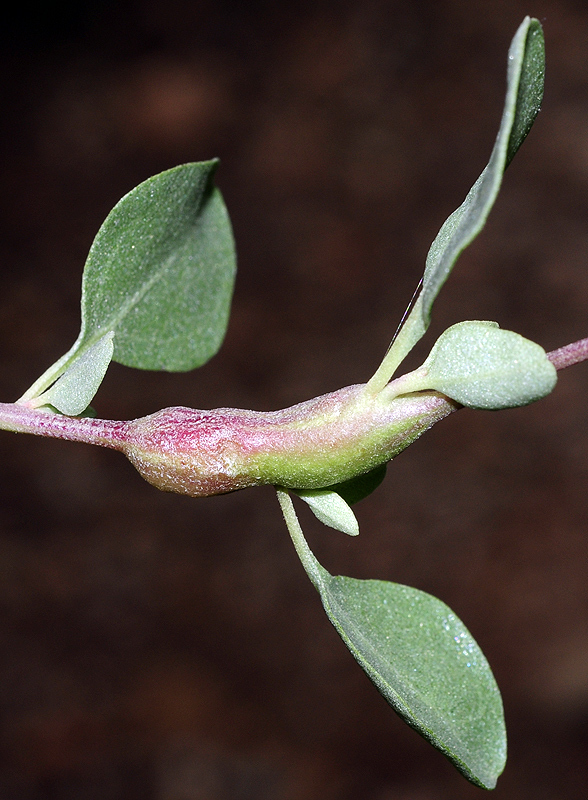 Stefaniella trinacriae