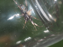 Oedignatha scrobiculata