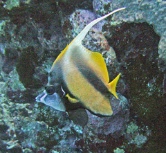 Heniochus intermedius