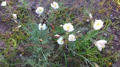Hypecoum lactiflorum