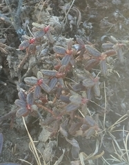 Rhododendron setosum