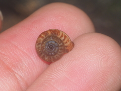 Cyclophorus perdix