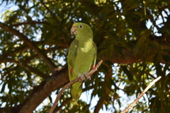 Amazona ochrocephala