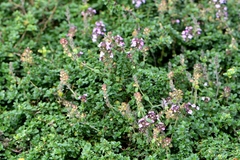 Thymus × citriodorus