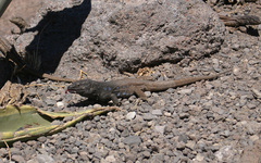 Gallotia galloti galloti