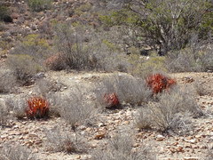 Aloe microstigma microstigma