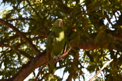 Amazona ochrocephala