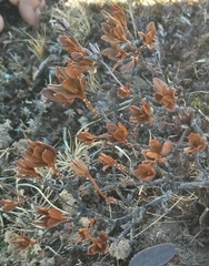 Rhododendron lepidotum