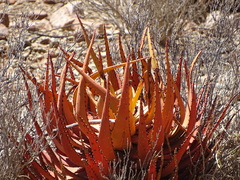 Aloe microstigma microstigma