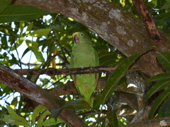 Amazona ochrocephala