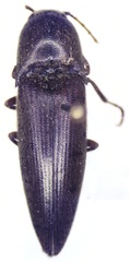 Diplostethus setosus