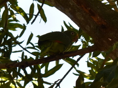 Amazona ochrocephala