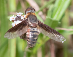 Exoprosopa brevirostris