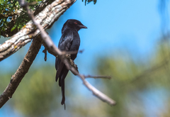 Dicrurus divaricatus