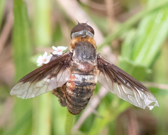 Exoprosopa brevirostris