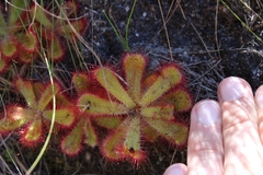 Drosera cuneifolia