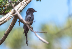Dicrurus divaricatus