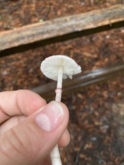 Leucoagaricus roseilividus