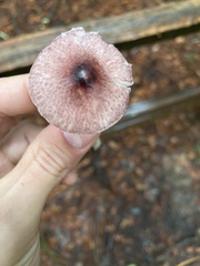 Leucoagaricus roseilividus