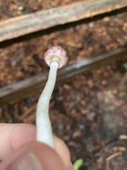 Leucoagaricus roseilividus