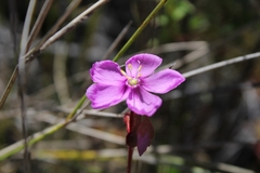 Drosera cuneifolia