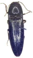 Diplostethus setosus