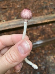 Leucoagaricus roseilividus